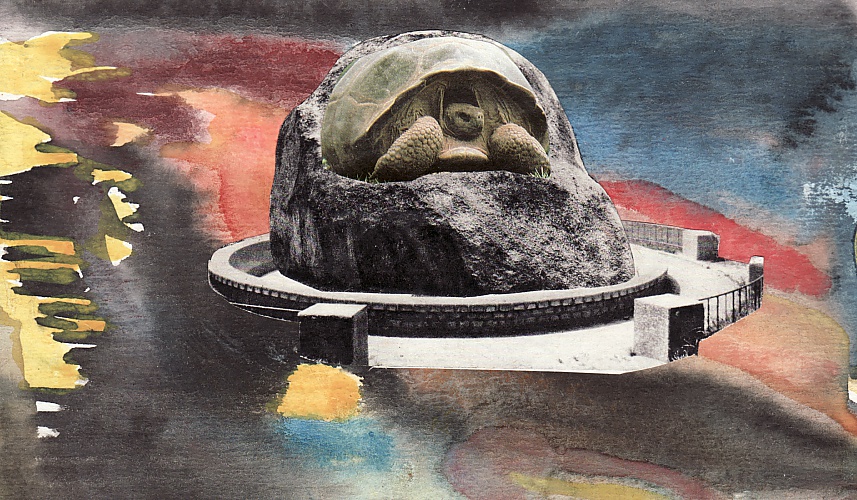 turtle in the stone  .  черепаха в камне