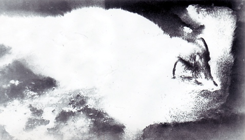 a fox  .  lapė