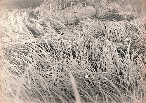 inhair  .  p-laukuose